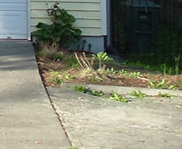 The weedy planting area was an eyesore and limited the parking space.